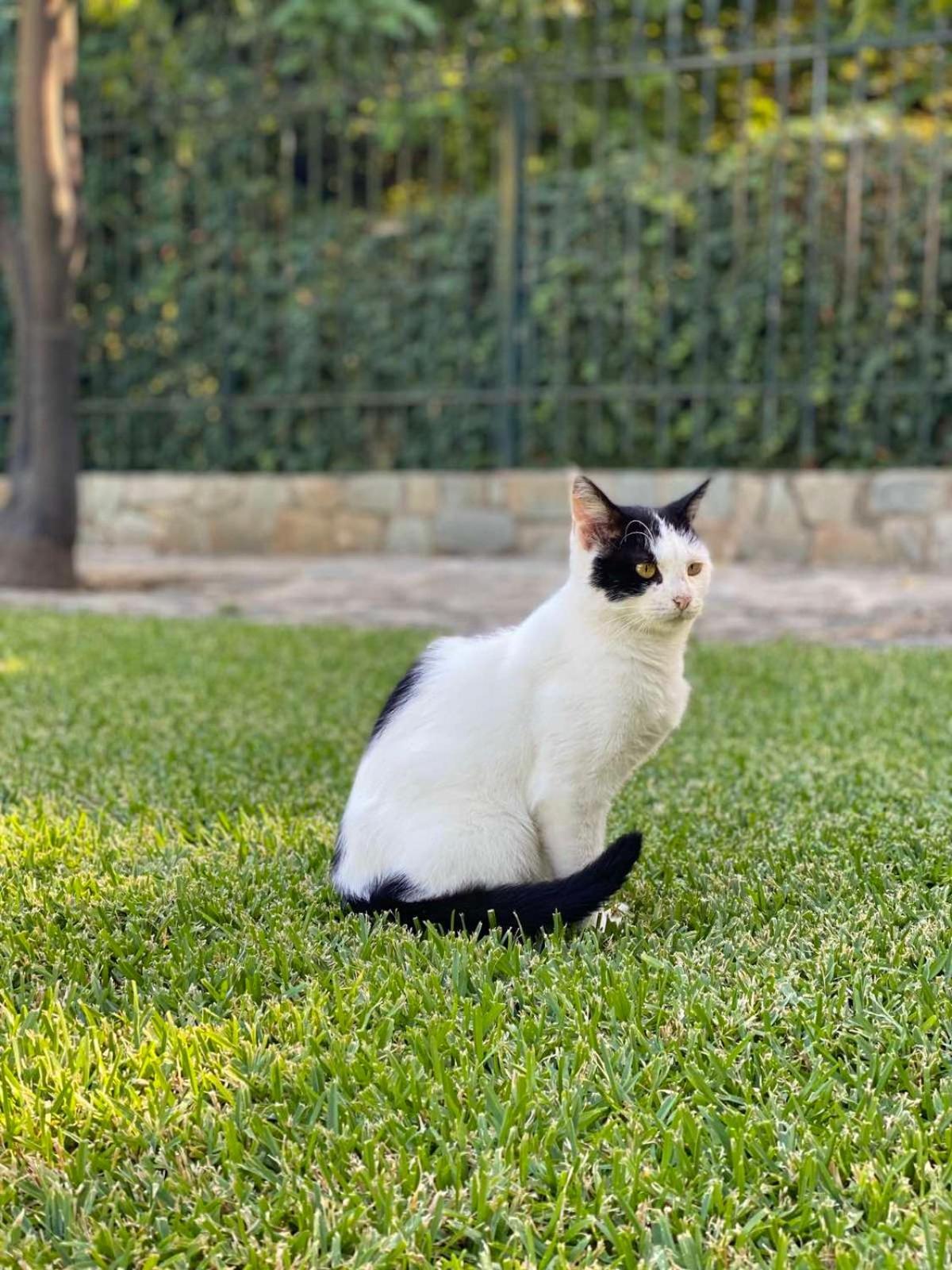 Electra In Epidaurus